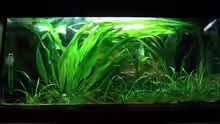Aquarium Hauptansicht von Becken 735