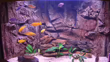 Aquarium Hauptansicht von Becken 7438