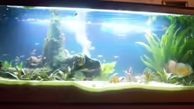 Aquarium Hauptansicht von Becken 7480