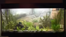 Aquarium Hauptansicht von Becken 7497
