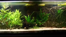 Aquarium Hauptansicht von Becken 7550