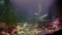 Aquarium Hauptansicht von Becken 7671