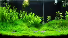 Aquarium Hauptansicht von Becken 7763
