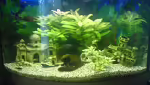 Aquarium Hauptansicht von Becken 7935
