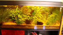 Aquarium Hauptansicht von Becken 7950
