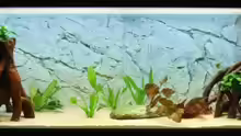 Aquarium Hauptansicht von Becken 7996