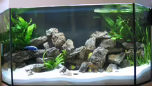 Aquarium Hauptansicht von Becken 819