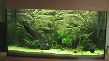 Aquarium Hauptansicht von Becken 9910