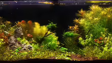 Aquarium Hauptansicht von Becken 9937
