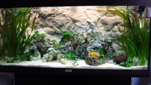 Aquarium Hauptansicht von Becken 9947