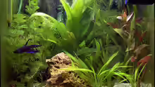 Aquarium Hauptansicht von Betta @ Home