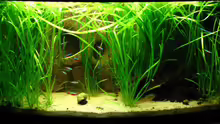 Aquarium Hauptansicht von Blixas Becken