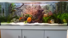 Aquarium Hauptansicht von Diskusaquarium