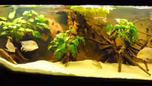 Aquarium Hauptansicht von Geophagus & Co