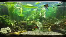 Aquarium Hauptansicht von Gesellschaftsbecken