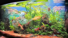 Aquarium Hauptansicht von green Lounge (aufgelöst, nur noch als Beispiel)