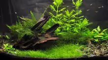 Aquarium Hauptansicht von green revolution