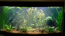 Aquarium Hauptansicht von Grüne Oase