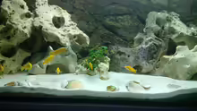 Aquarium Hauptansicht von It´s Mbuna time