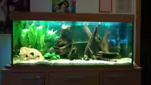 Aquarium Hauptansicht von Juwel 300L