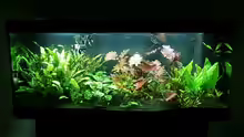 Aquarium Hauptansicht von Juwel Rio 400