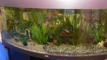 Aquarium Hauptansicht von Juwel Vision 450