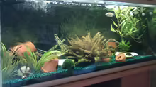 Aquarium Hauptansicht von Juwel