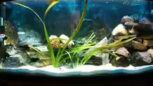 Aquarium Hauptansicht von Malawi 260