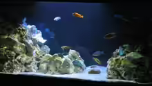 Aquarium Hauptansicht von Malawi Barsche