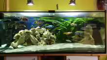 Aquarium Hauptansicht von Malawi Tank
