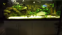 Aquarium Hauptansicht von Malawi Traum ( nicht mehr vorhanden)