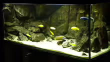 Aquarium Hauptansicht von Malawi Wohnzimmer (aufgelöst)