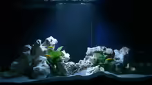 Aquarium Hauptansicht von MALAWIDREAM