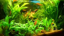 Aquarium Hauptansicht von Manni Rio 125
