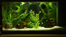 Aquarium Hauptansicht von Mein allererstes Aquarium :)