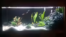Aquarium Hauptansicht von Mein erster Versuch