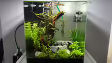 Aquarium Hauptansicht von Mein erstes Aquascape