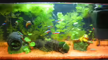 Aquarium Hauptansicht von mein erstes Becken