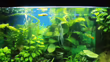 Aquarium Hauptansicht von Mein erstes Becken