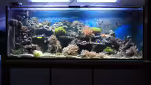 Aquarium Hauptansicht von Mein kleines Riff