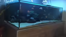 Aquarium Hauptansicht von Mein Malawi