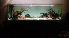 Aquarium Hauptansicht von Mittelamerika / Aquascape