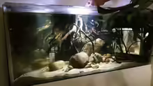 Aquarium Hauptansicht von Mittelamerika Ecke