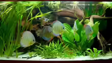 Aquarium Hauptansicht von Natural Discus Habitat