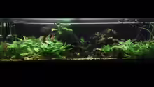 Aquarium Hauptansicht von Südamerika 2