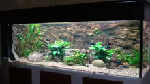 Aquarium Hauptansicht von Tanganjika 840