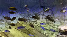 Aquarium Hauptansicht von Tanganjika/Malawi Mix