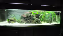 Aquarium Hauptansicht von Tanganjika