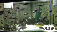 Aquarium Hauptansicht von Tropheus 1 Duboisi - nur noch als Beispiel