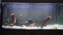 Aquarium Hauptansicht von Welspenthouse